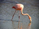 Galapagos 1-2-12 Bachas Flamingo Close Up At this close distance we are able to see how the flamingo moves its bill upside down underwater to gather and filter the bottom sediment. Flamingos feed almost entirely on crustaceans like shrimp, and it is the shrimp that provides the pink pigment for their feathers.